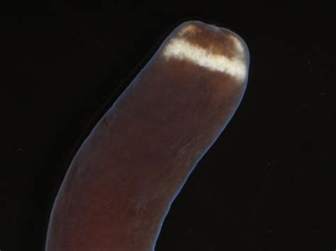  Lineus! The Tiny Worm That Embraces Its Inner Picasso