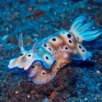  Nudibranch: This Colorful Sea Slug Has a Fascinating Way of Stealing Weapons From Its Prey!