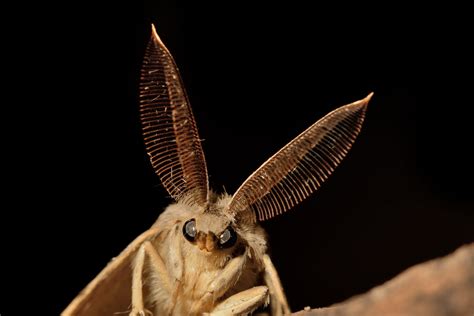  Okapi Moth: Can This Nocturnal Pollinator Really Predict the Weather With its Antennae?