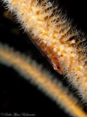  Whip Coral: A Tiny Tentacled Marvel That Packs a Powerful Sting!