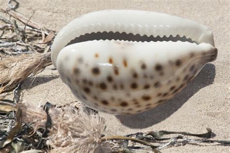  Yellow Cowrie: A Tiny Snail with Big Shell Appeal!