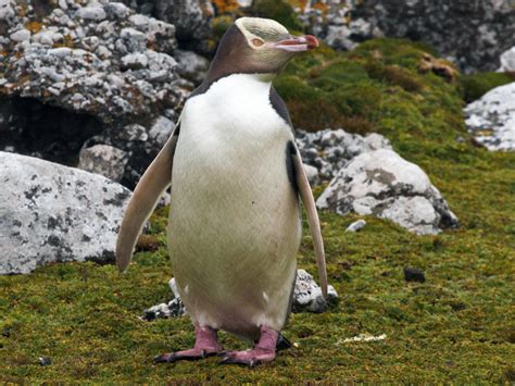  Yellow-Eyed Penguin - 🐧 ชมความน่ารักของ企鵝สีเหลือง ที่มีลักษณะคล้ายกับไดโนเสาร์ขนาดจิ๋ว!