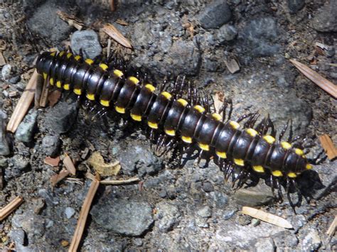  Yellow-Spotted Millipede: A Master of Miniature Landscapes With Striking Striped Patterns!