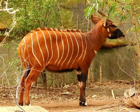  Zebra! Can You Imagine This Striped Mammal Roaming Free in Its Natural Habitat?