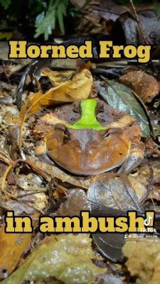  Horned Frog: A Master of Camouflage and Ambush Predator Extraordinaire!