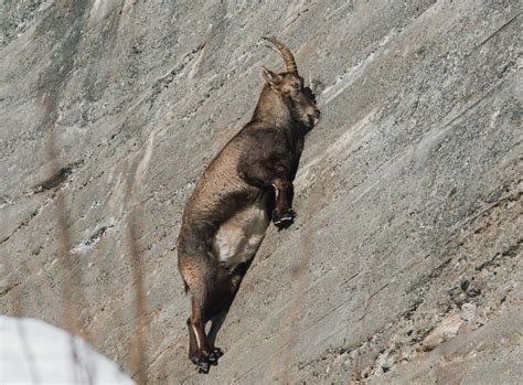  Ibex!  A Majestic Mountain Climber With Hooves that Defy Gravity