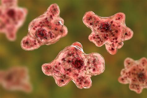  Naegleria: A Single-Celled Mystery Lurking Everywhere! Can You Believe This Amoeba Can Transform into a Deadly Brain Eater?