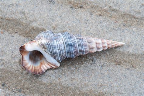  Peppery Whelk!  A Mollusk That Thrives in Muddy Environments with its Powerful Burrowing Skills