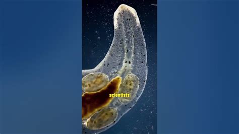  Procerodes!  This Tiny Flatworm is a Master of Regeneration and an Ambush Predator